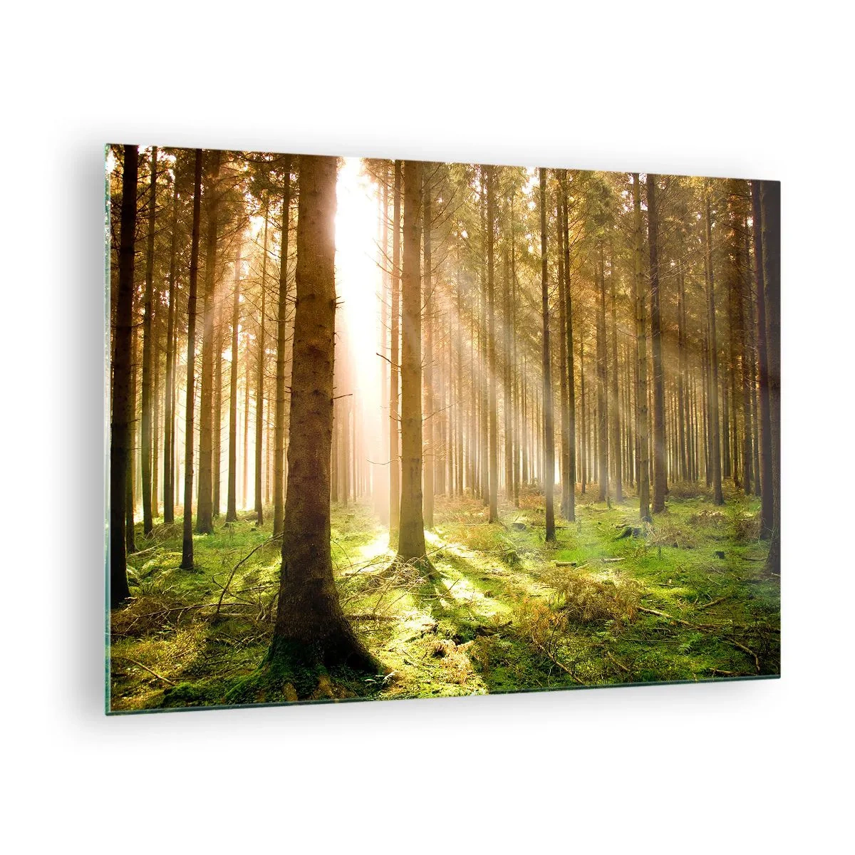 Obraz na skle - Slnečné lúče prenikajúce cez stromy v lese - 70x50cm - Čoskoro sa objavia elfovia - Moderná nástenná dekorácia do obývacej izby a spálne ARTTOR