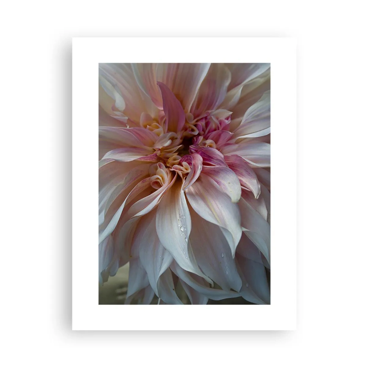 Plagát - Kvitnúca sviežosť - 30x40 cm