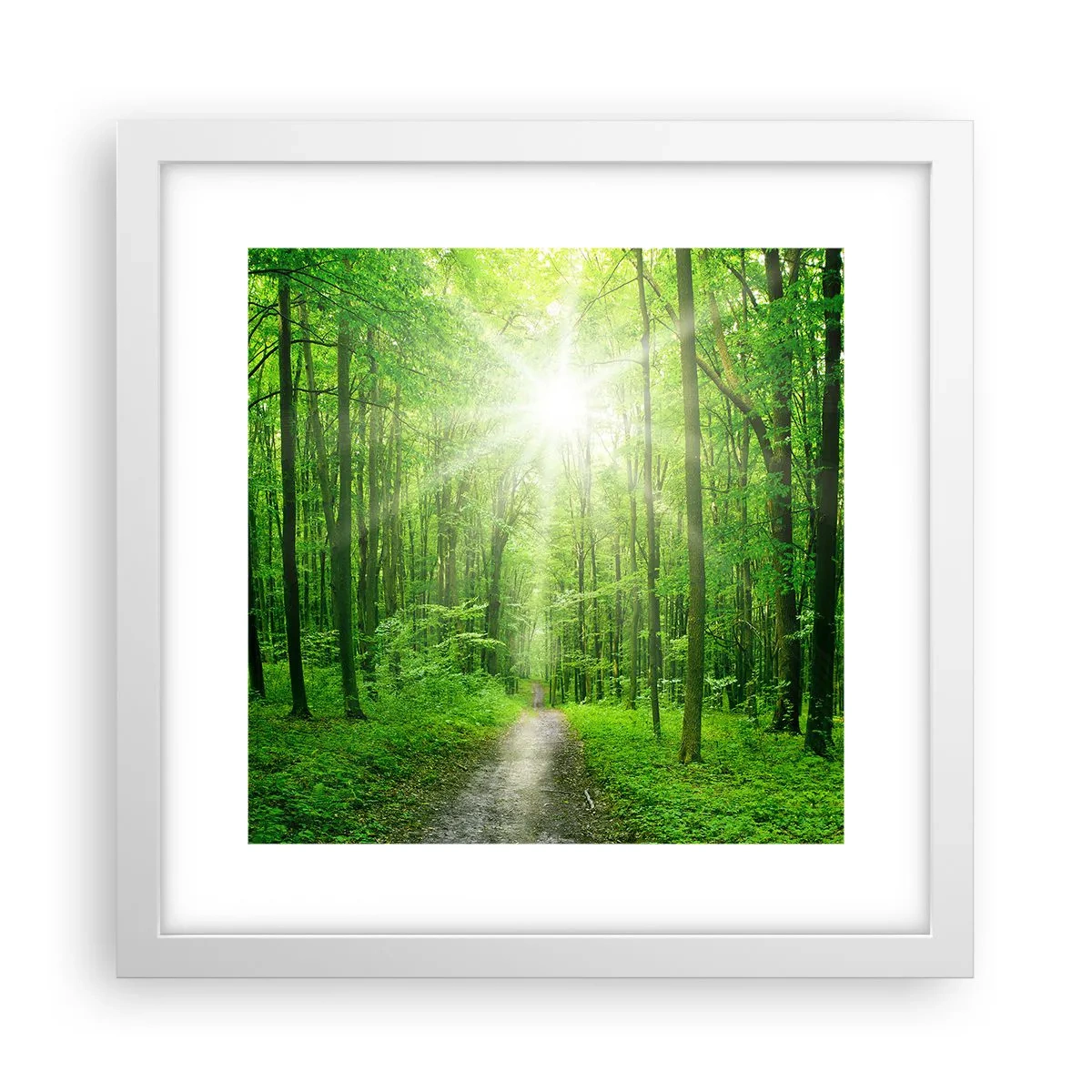 Plagát v bielom ráme - Zelená katedrála - 30x30 cm