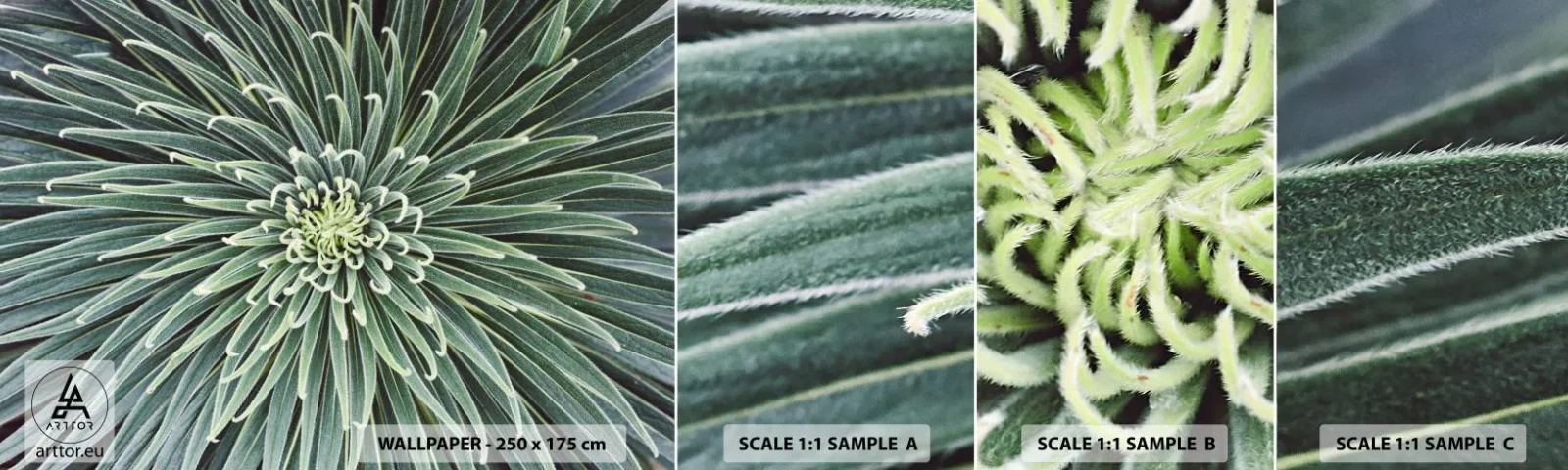 Vzorka Fototapeta Standard Eco - Zrodenie hviezdy - Kvet agáve, Agáve, Kvety - 100x30 cm