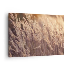 Obraz na plátne - Zlaté trávy na pozadí zapadajúceho slnka - 70x50cm - Pripravení privítať jeseň - Moderná nástenná dekorácia do obývacej izby a spálne ARTTOR