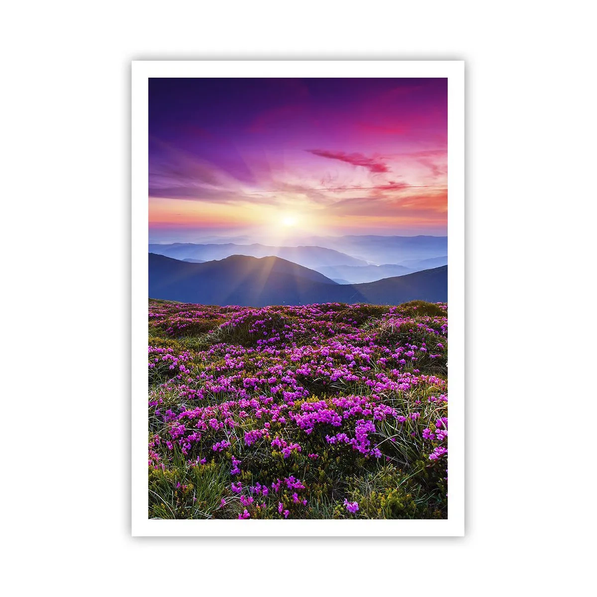 Plagát - Zavoňali svieže púčiky byliniek z obilných polí - 70x100 cm