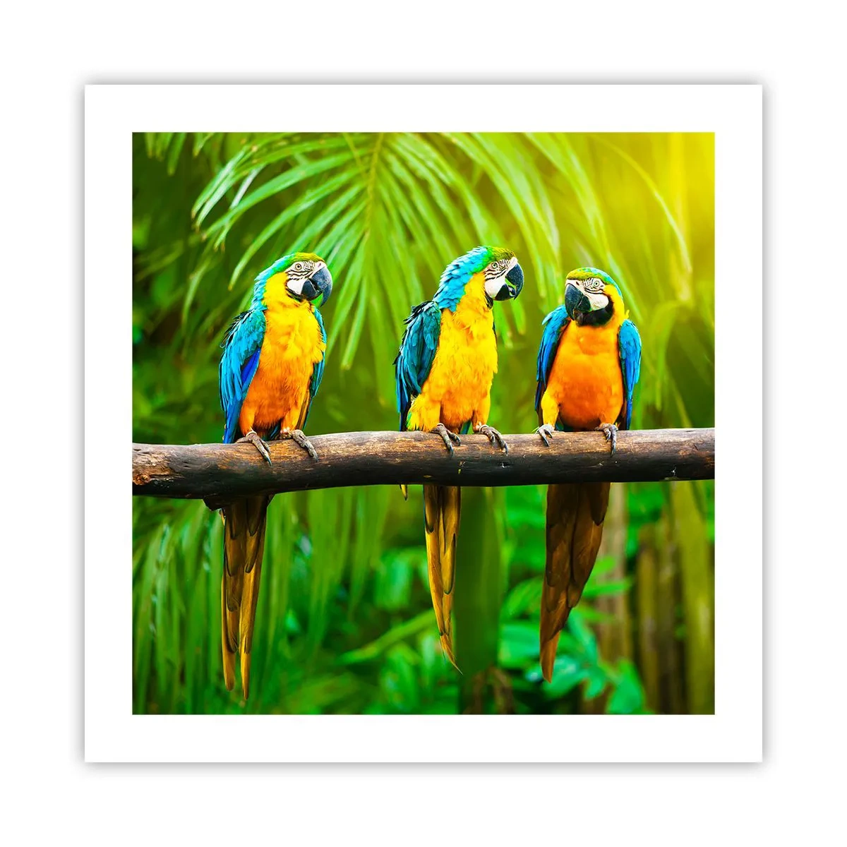 Plagát - Počula si, že ona…? - 50x50 cm