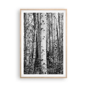Plagát v ráme zo svetlého duba - Brezová kolonáda - 61x91 cm