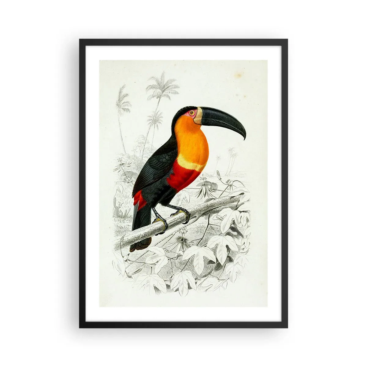 Plagát v čiernom ráme - Portrét papagája - 50x70cm - Vtáčie farby - Moderná nástenná dekorácia do obývacej izby a spálne ARTTOR