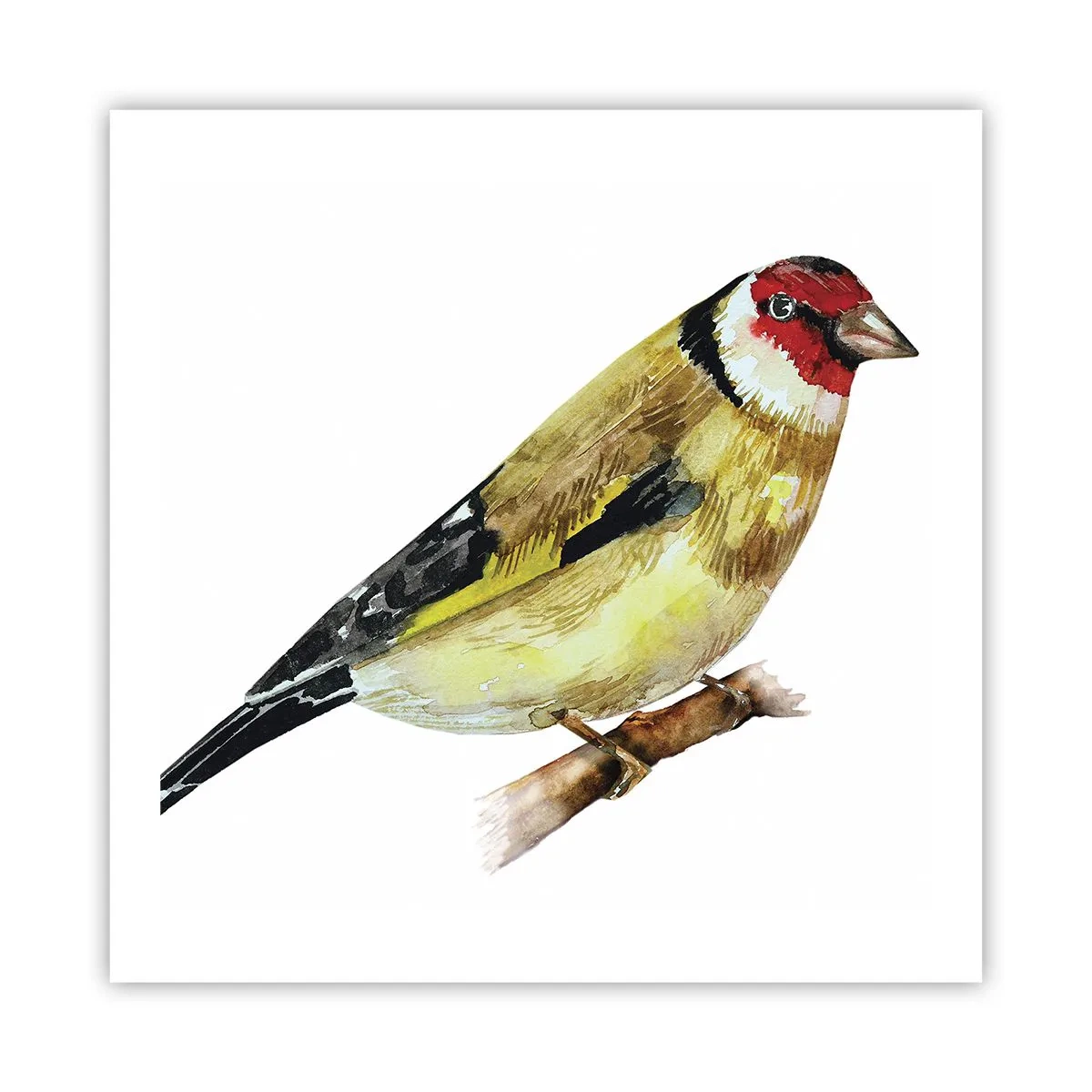 Plagát - Vtáčí portrét - 60x60 cm