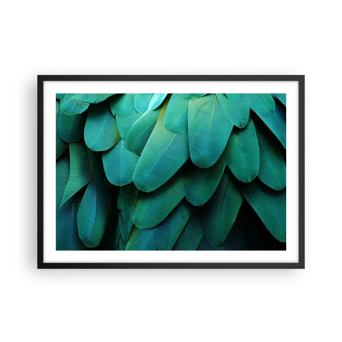 Plagát v čiernom ráme - Presnosť papagájovej povahy - 70x50 cm
