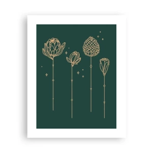 Plagát - Bylinky - 40x50 cm