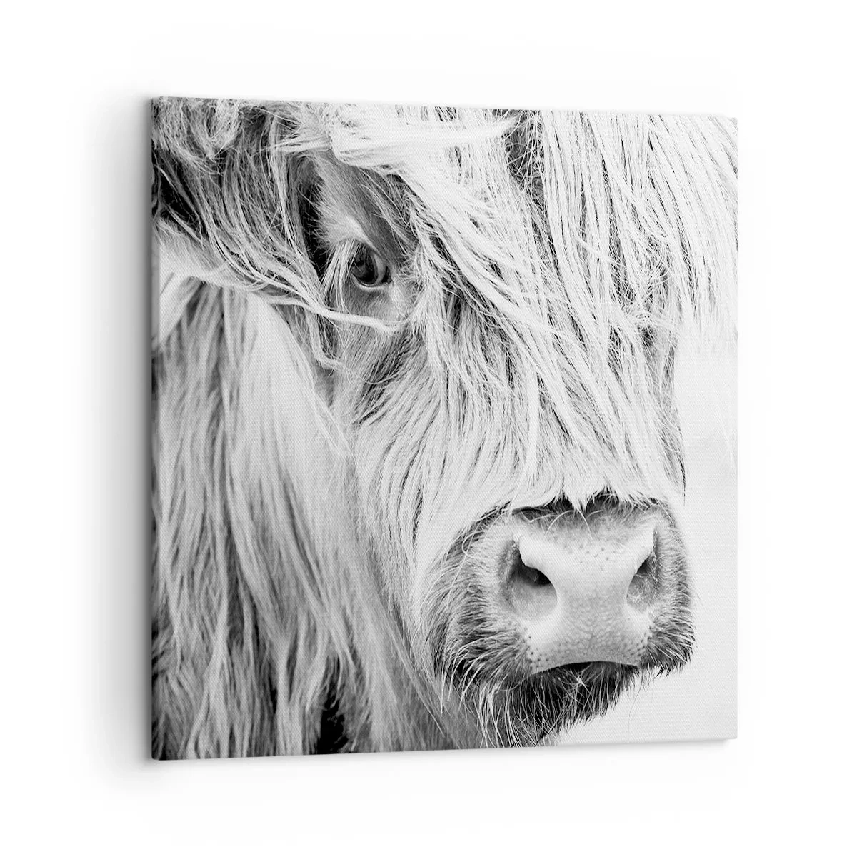 Obraz na plátne - Škótska divokosť - 50x50 cm