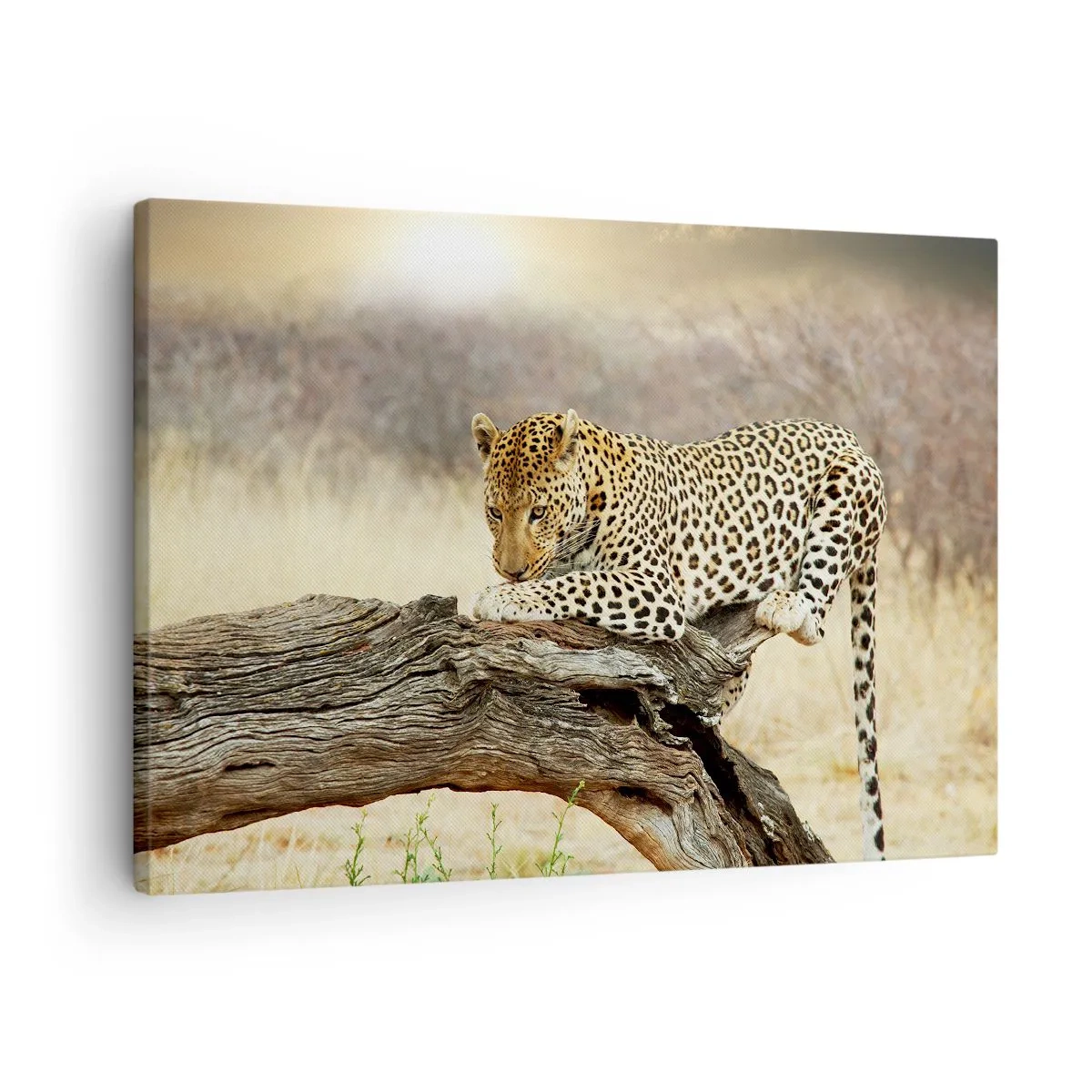Obraz na plátne - Leopard odpočíva na kmeni stromu v savane - 70x50cm - Chodím vlastnými cestami - Moderná nástenná dekorácia do obývacej izby a spálne ARTTOR