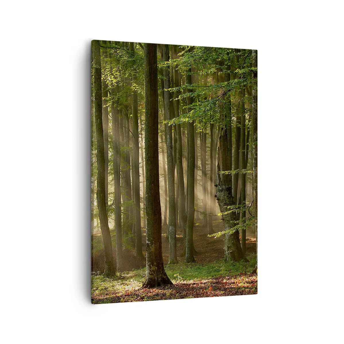 Obraz na plátne - Rozžiarený v jarnom ráne - 50x70 cm