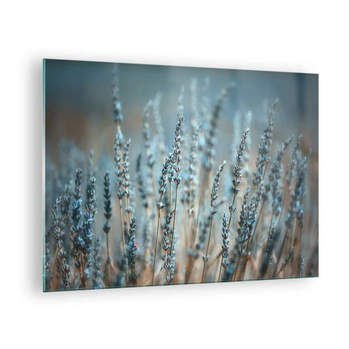 Obraz na skle - Levanduľové pole v jemnom, chladnom svetle - 70x50cm - Voňavý lán - Moderná nástenná dekorácia do obývacej izby a spálne ARTTOR