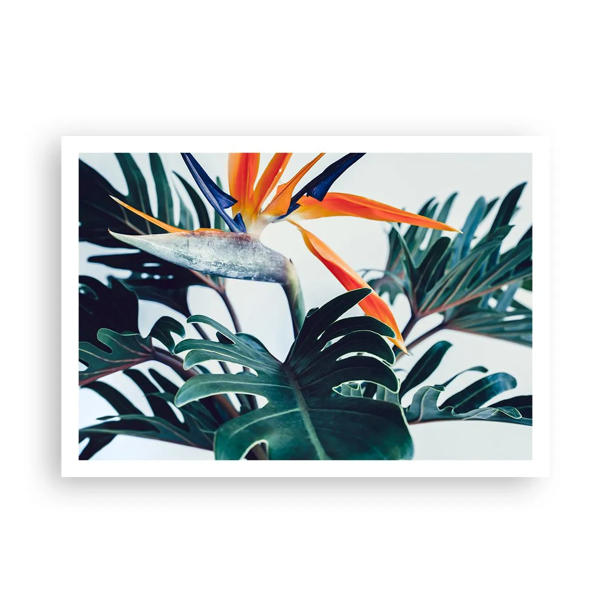 Plagát - Vtáker - 100x70 cm