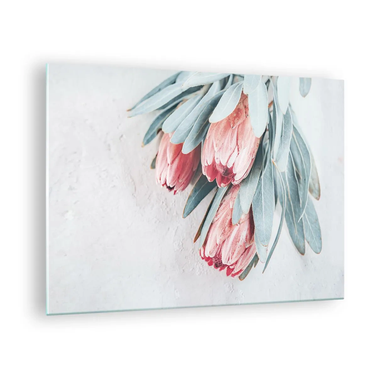 Obraz na skle - Tri pastelové kvety protey s listami na svetlom pozadí - 70x50cm - Zahanbené svojou vlastnou krásou - Moderná nástenná dekorácia do obývacej izby a spálne ARTTOR