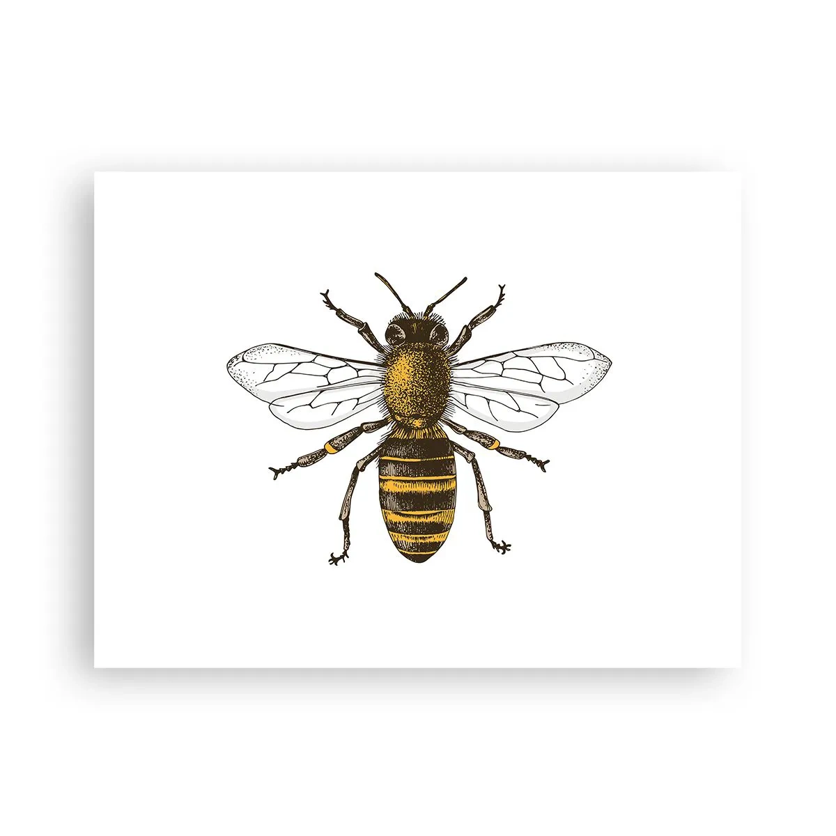 Plagát - Krásna a dobrá - 40x30 cm