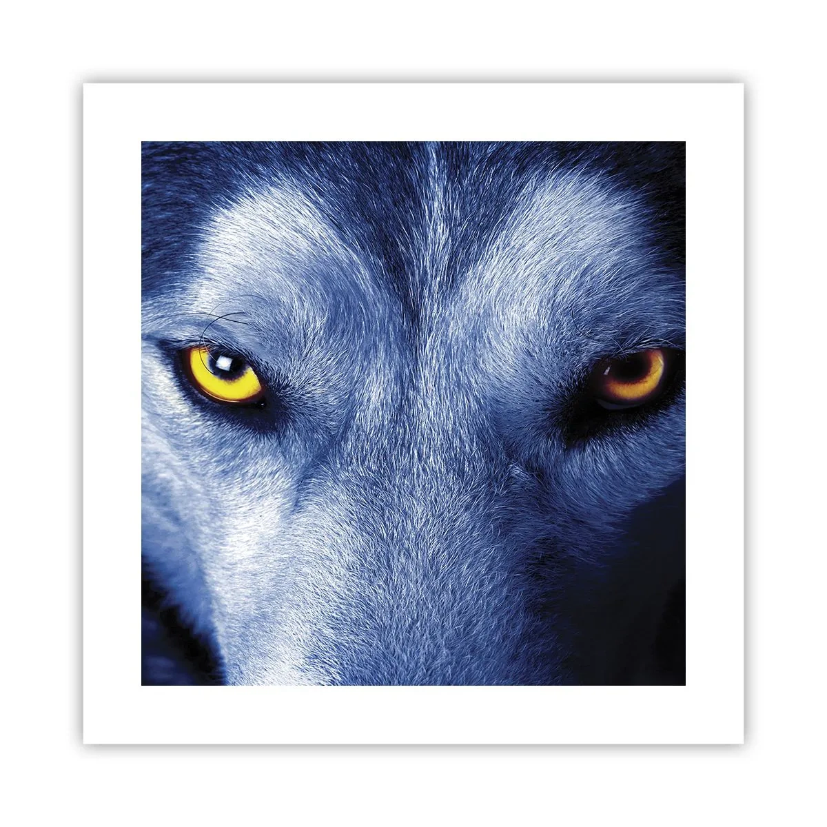 Plagát - Fascinujúci pohľad - 40x40 cm