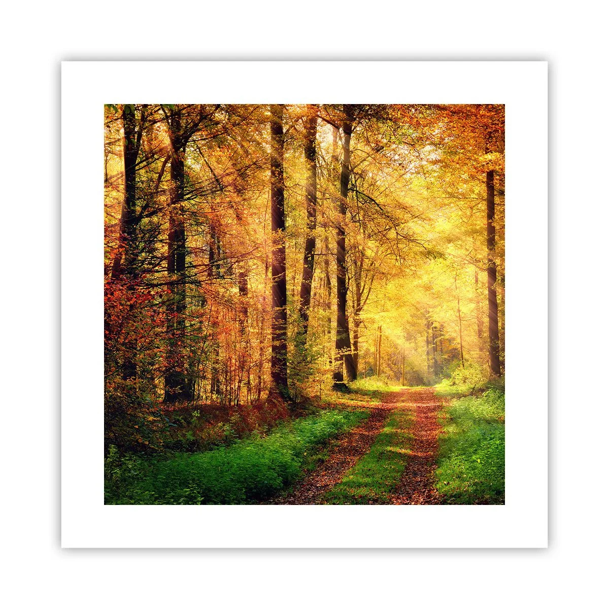 Plagát - Lesno-zlaté ticho - 40x40 cm