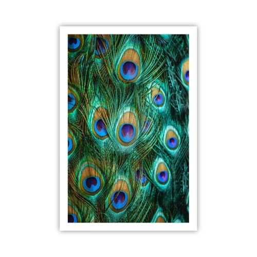 Plagát - Páví pohľad - 61x91 cm