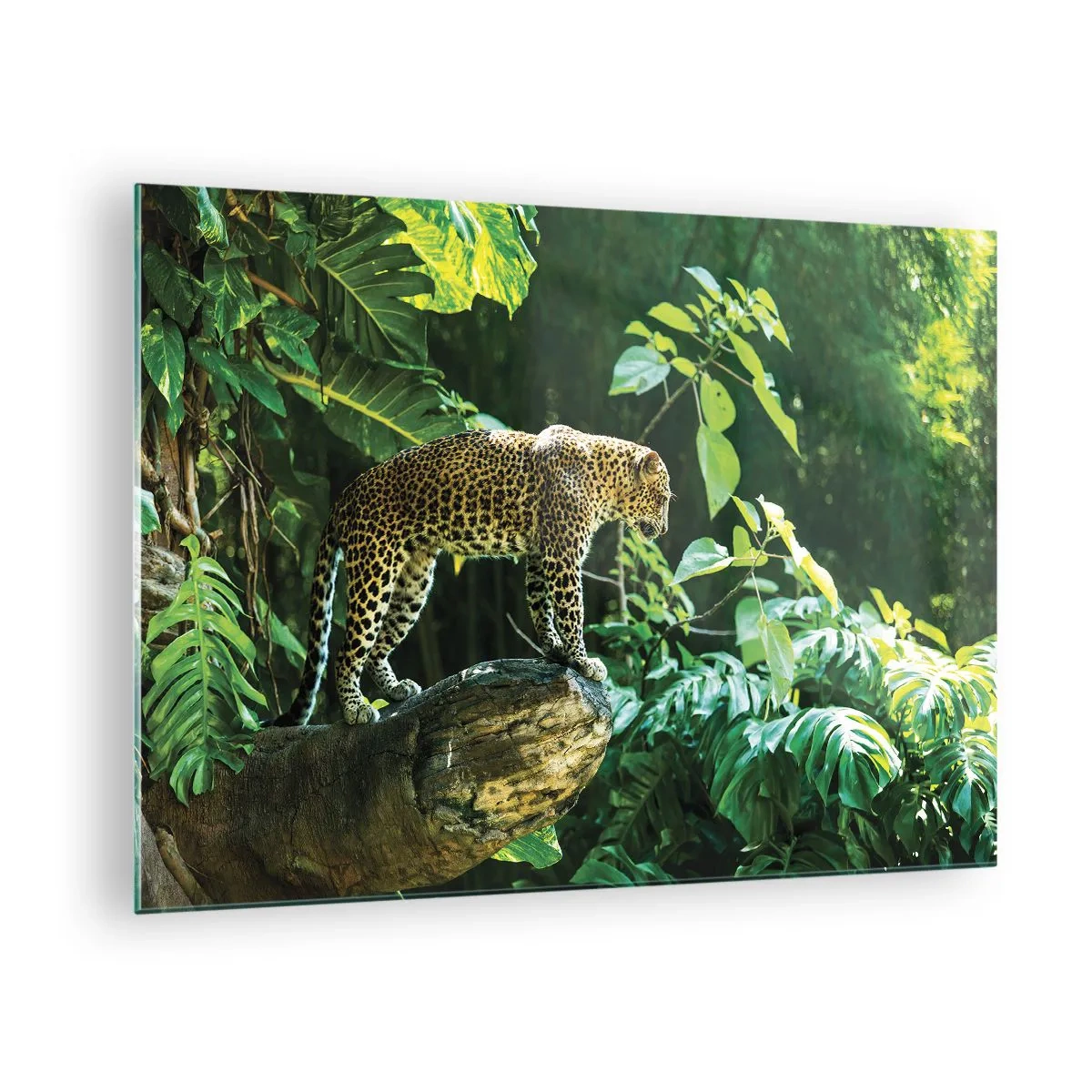 Obraz na skle - Leopard na skale v tropickej džungli - 70x50cm - Na lov? - Moderná nástenná dekorácia do obývacej izby a spálne ARTTOR