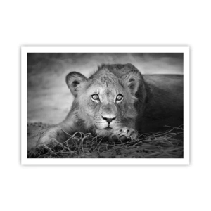 Plagát - Kráľovské šteňa - 100x70 cm