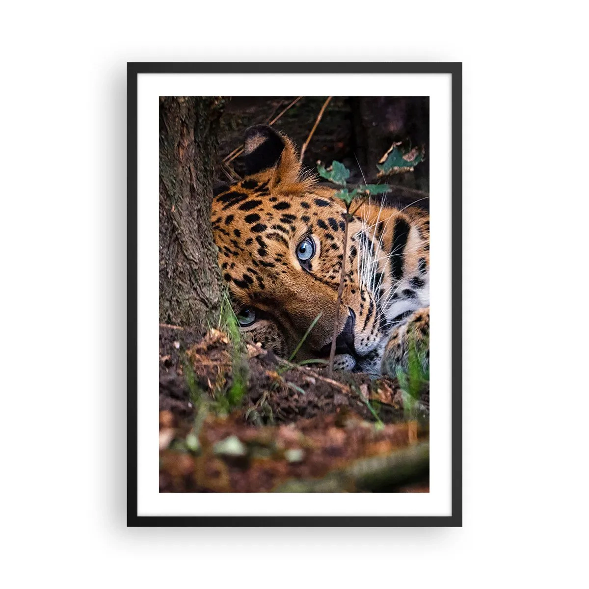 Plagát v čiernom ráme - Ležiaci leopard s intenzívne modrými očami - 50x70cm - Ver mi - Moderná nástenná dekorácia do obývacej izby a spálne ARTTOR