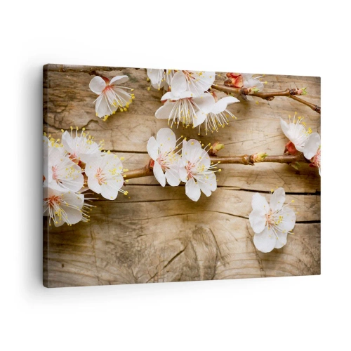 Obraz na plátne - Konáre kvitnúcich čerešní na pozadí drevenej dosky - 70x50cm - A bola jar - Moderná nástenná dekorácia do obývacej izby a spálne ARTTOR