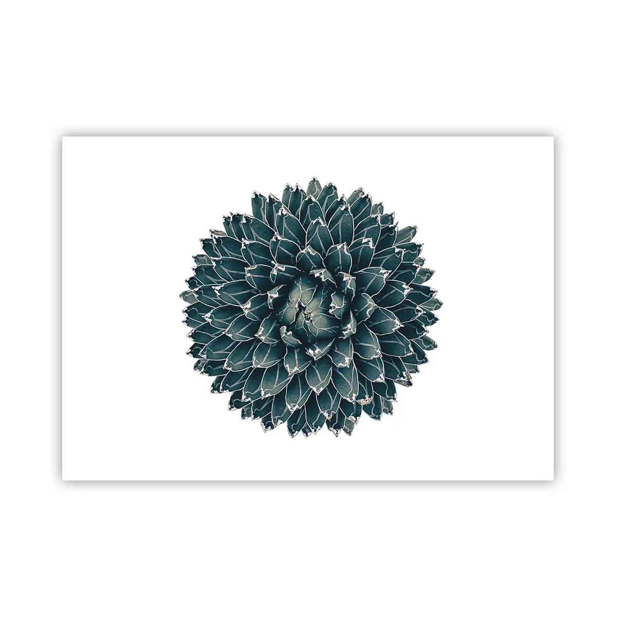 Plagát - Hviezda púšte - 100x70 cm