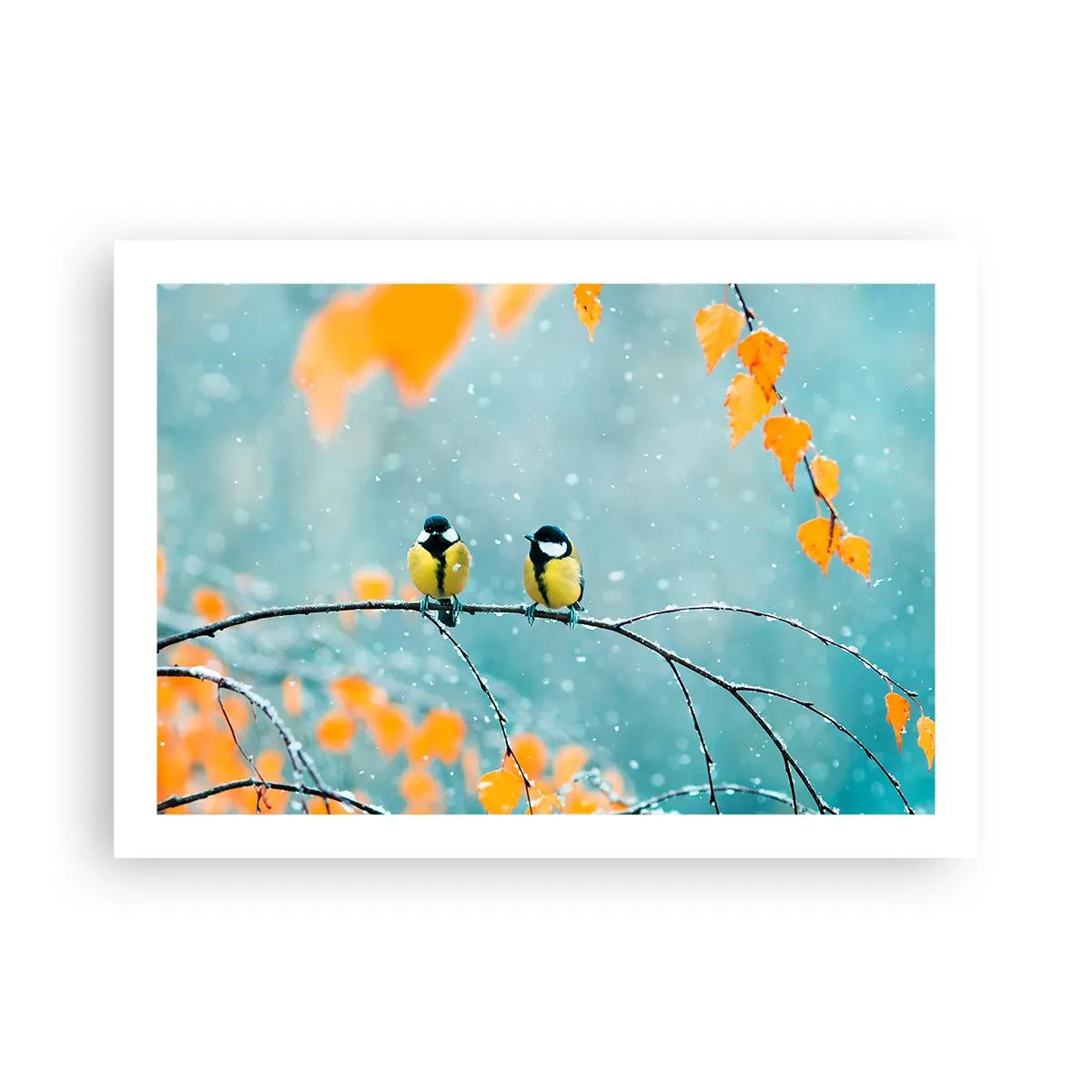 Plagát - Vtáčie klebety - 70x50 cm