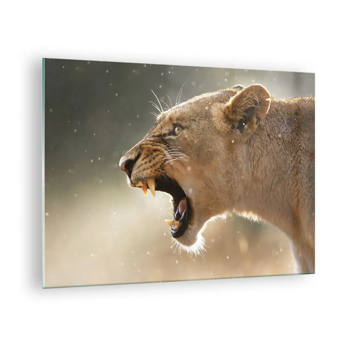 Obraz na skle - Detailný záber leva revujúceho v slnečných lúčoch - 70x50cm - Snaž sa nepočúvať - Moderná nástenná dekorácia do obývacej izby a spálne ARTTOR