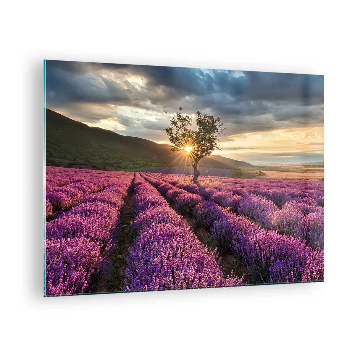 Obraz na skle - Levanduľové pole s osamelým stromom v lúčoch zapadajúceho slnka - 70x50cm - Aróma vo fialovej - Moderná nástenná dekorácia do obývacej izby a spálne ARTTOR