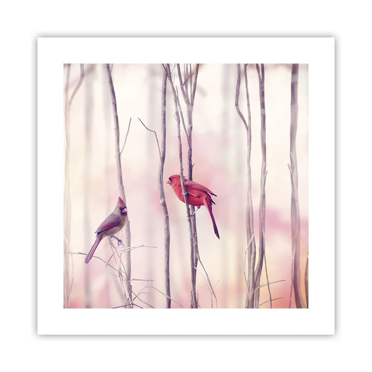 Plagát - Príbeh ružového lesa - 40x40 cm