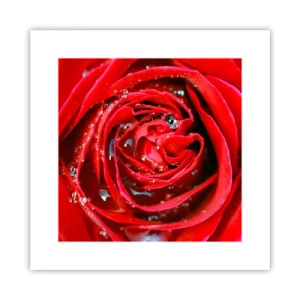 Plagát - V kvapkách rosy - 30x30 cm
