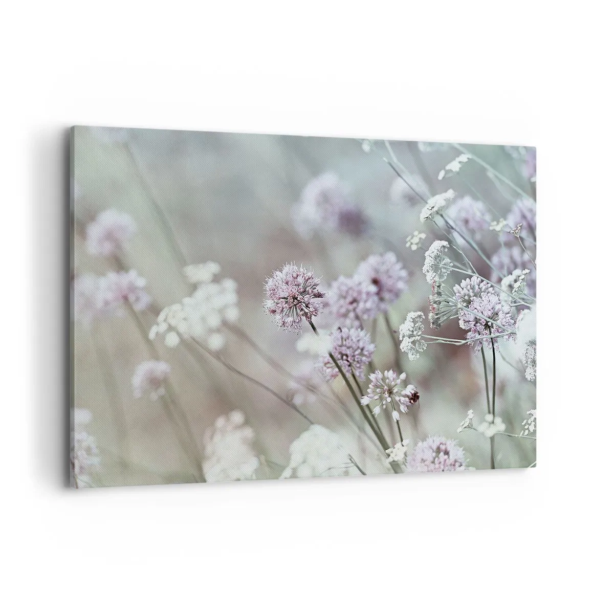 Obraz na plátne - Sladké filigrány byliniek - 100x70 cm