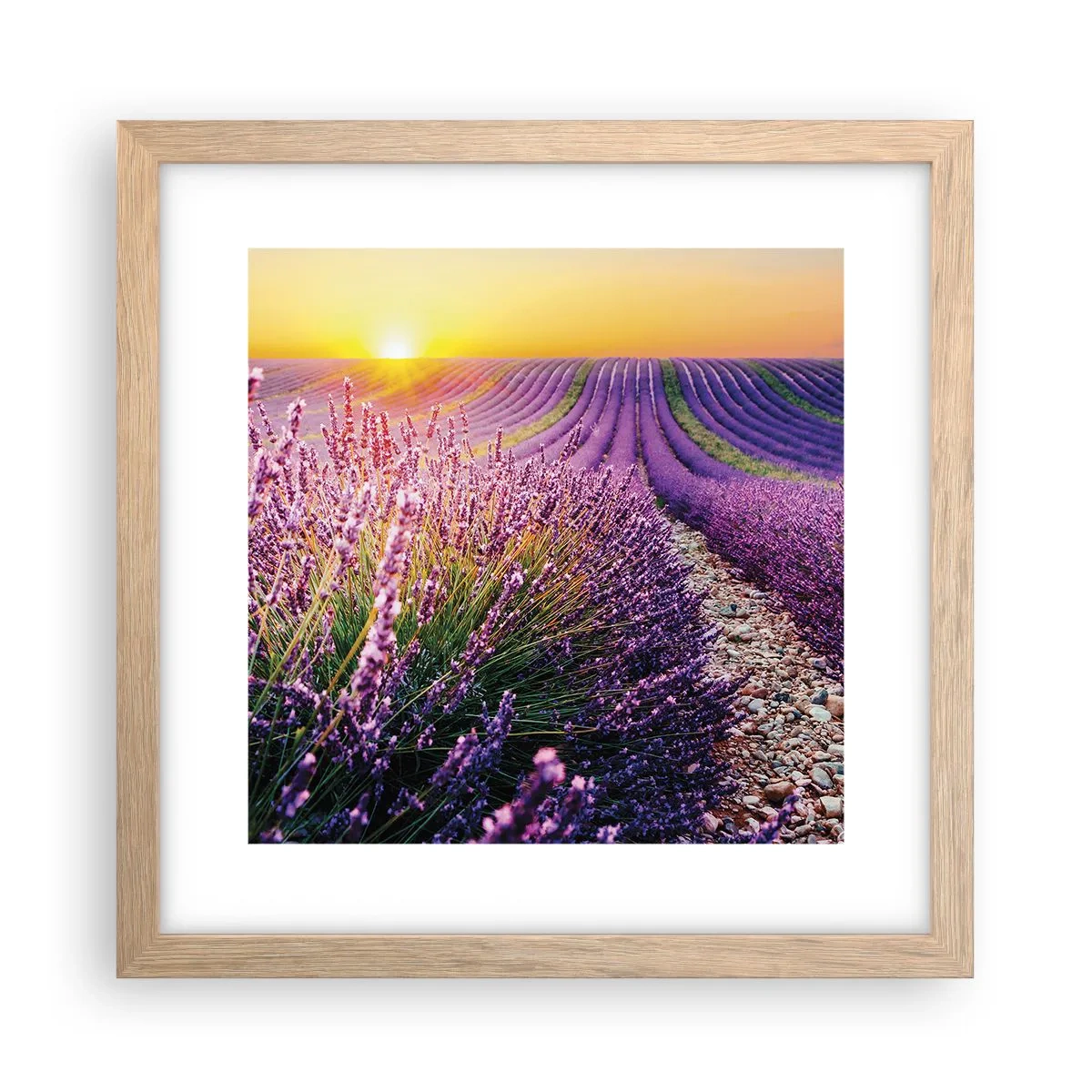 Plagát v ráme zo svetlého duba - Voňavý lán - 30x30 cm