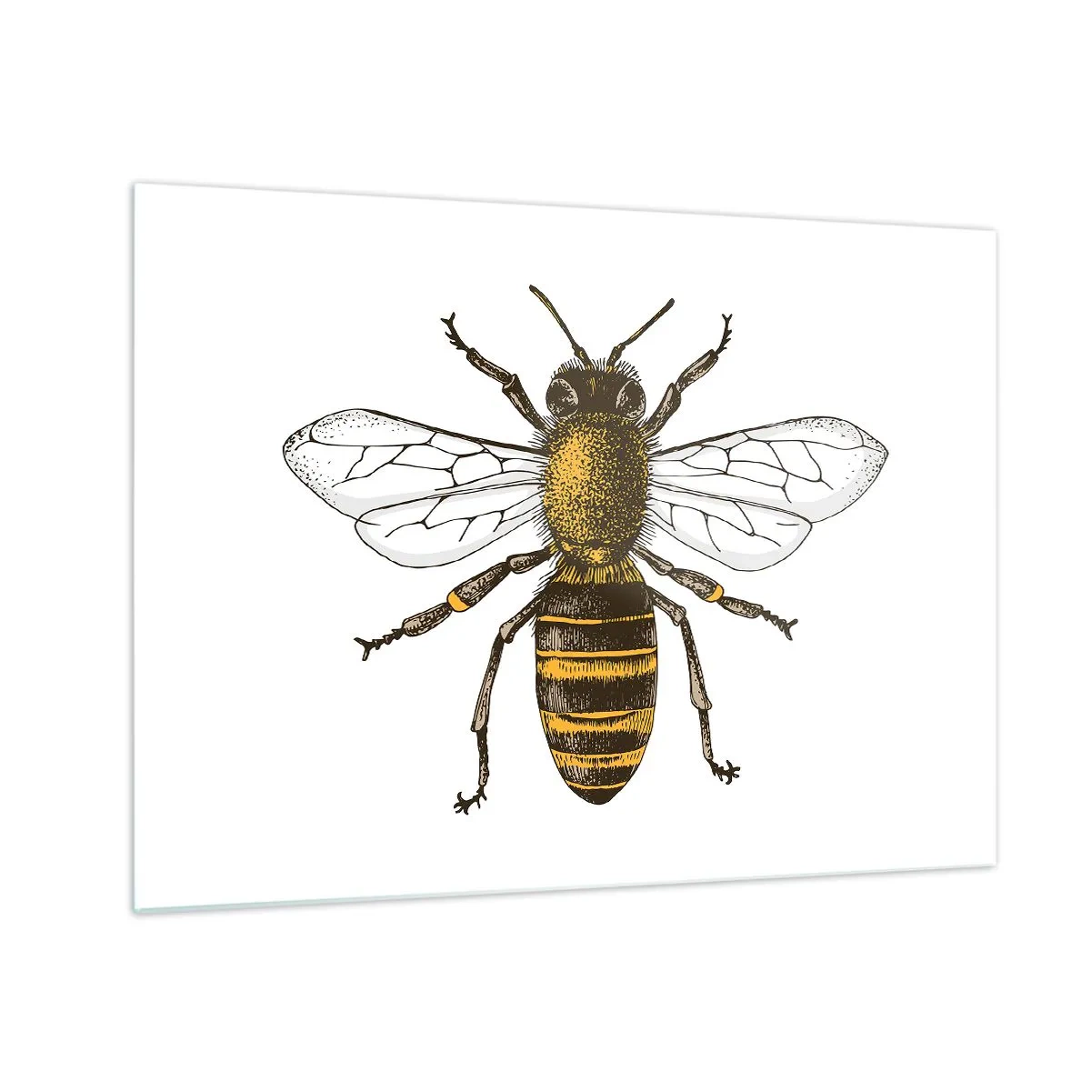 Obraz na skle - Detailná ilustrácia včely na bielom pozadí - 70x50cm - Krásna a dobrá - Moderná nástenná dekorácia do obývacej izby a spálne ARTTOR