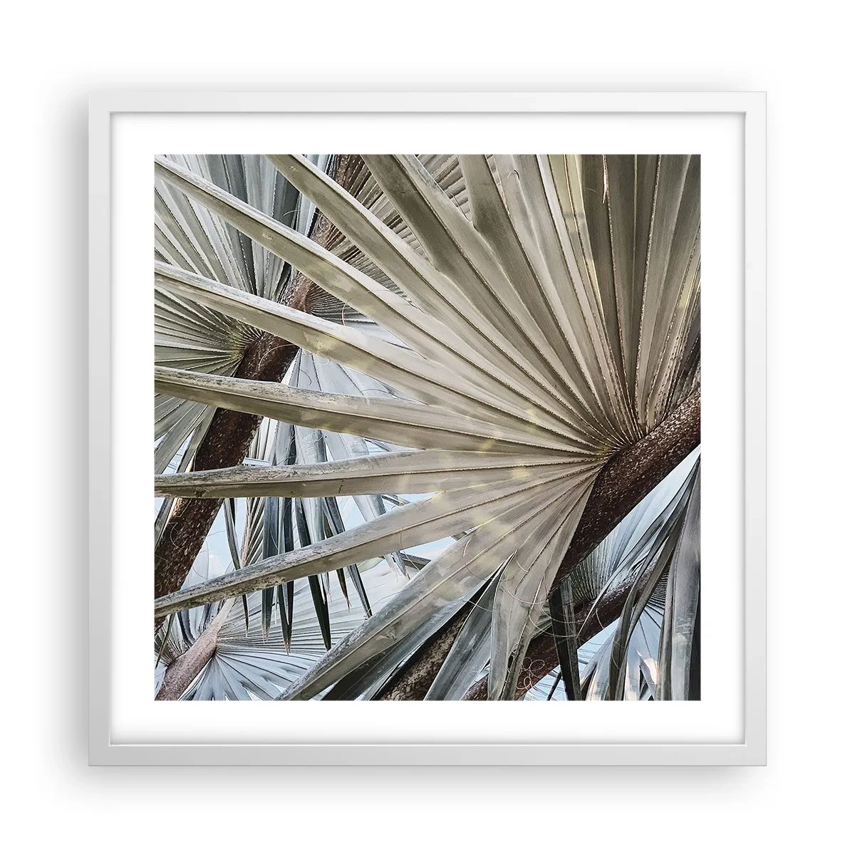 Plagát v bielom ráme - Vejáre v trópoch - 50x50 cm