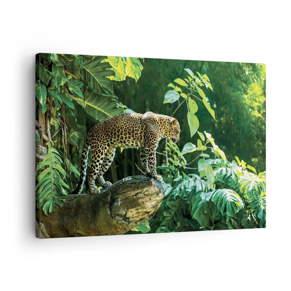 Obraz na plátne - Leopard stojaci na skale obklopený tropickou vegetáciou - 70x50cm - Na lov? - Moderná nástenná dekorácia do obývacej izby a spálne ARTTOR