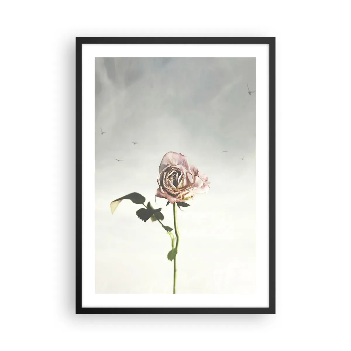 Plagát v čiernom ráme - Jemná ruža na pozadí jemnej oblohy - 50x70cm - Vítanie jari - Moderná nástenná dekorácia do obývacej izby a spálne ARTTOR