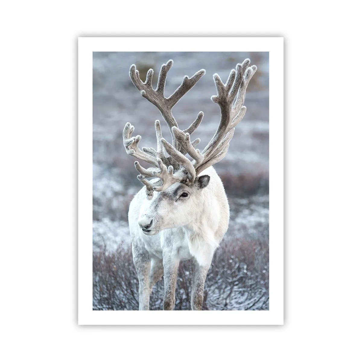 Plagát - Slnečný portrét - 50x70 cm