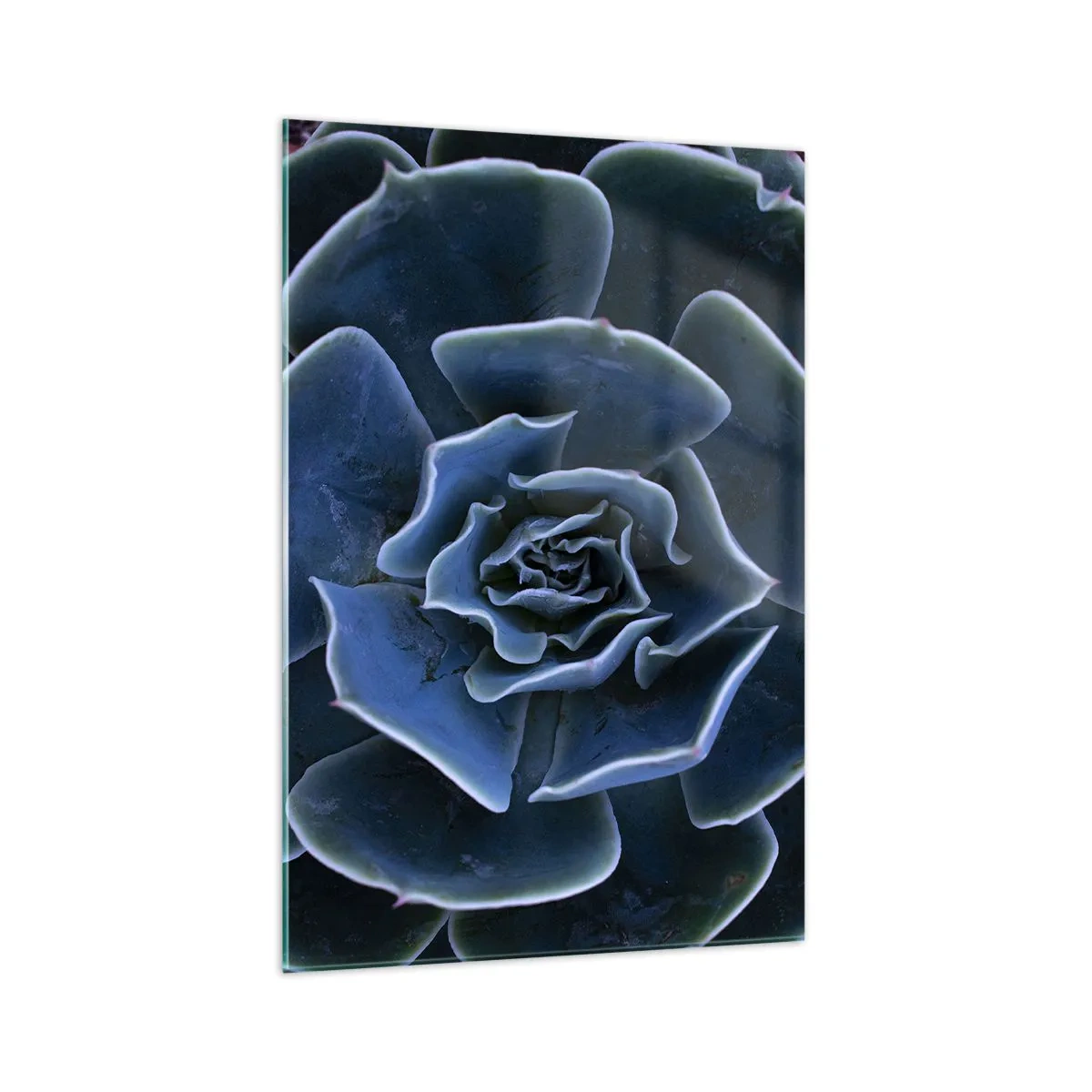 Obraz na skle - Púštny kvet - 70x100 cm