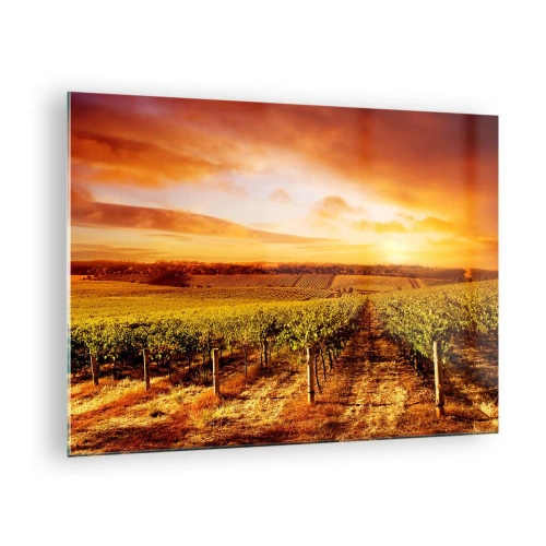 Obraz na skle - Viničná réva na poli pri západe slnka - 70x50cm - Jemne ovocné s nádychom slnka - Moderná nástenná dekorácia do obývacej izby a spálne ARTTOR
