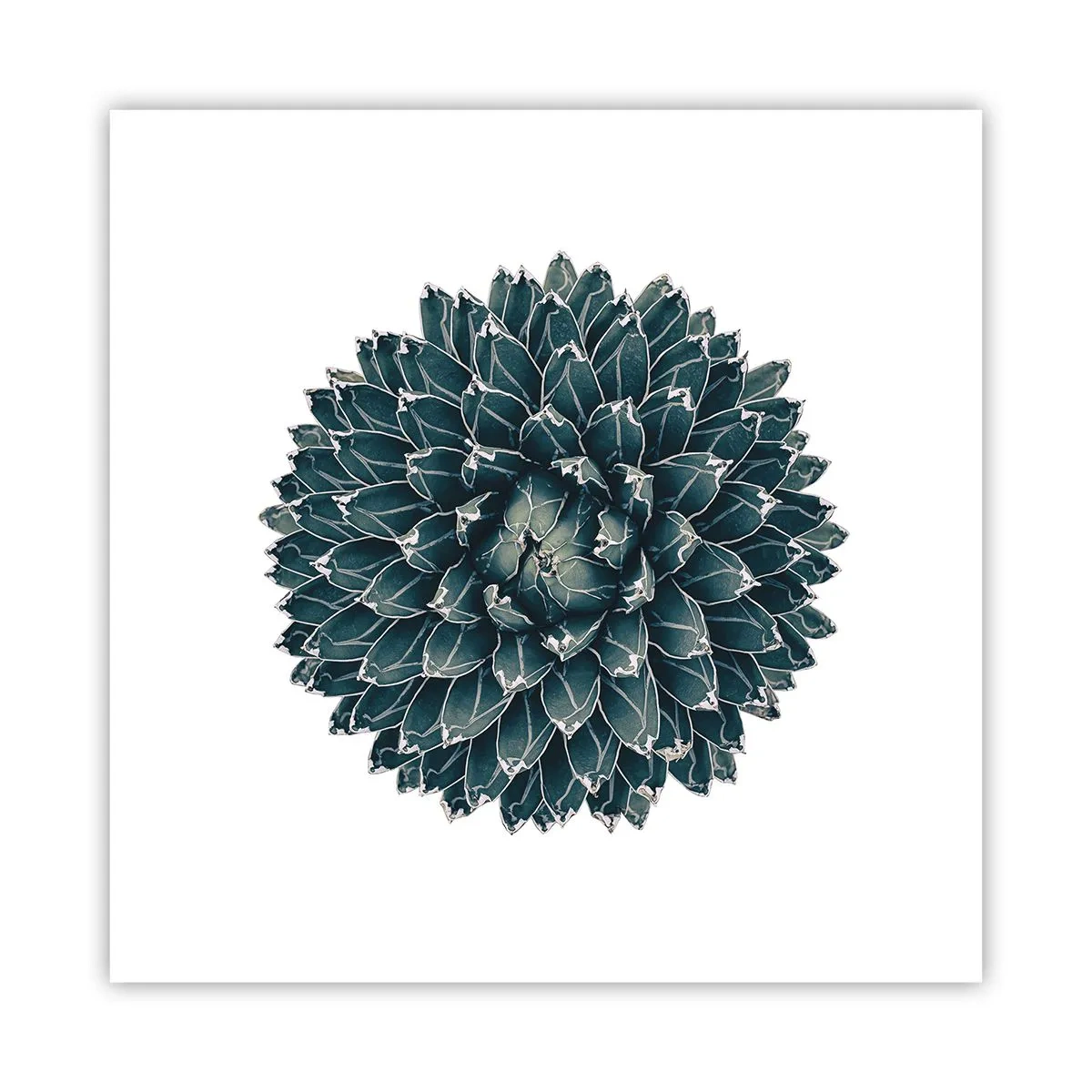 Plagát - Hviezda púšte - 40x40 cm