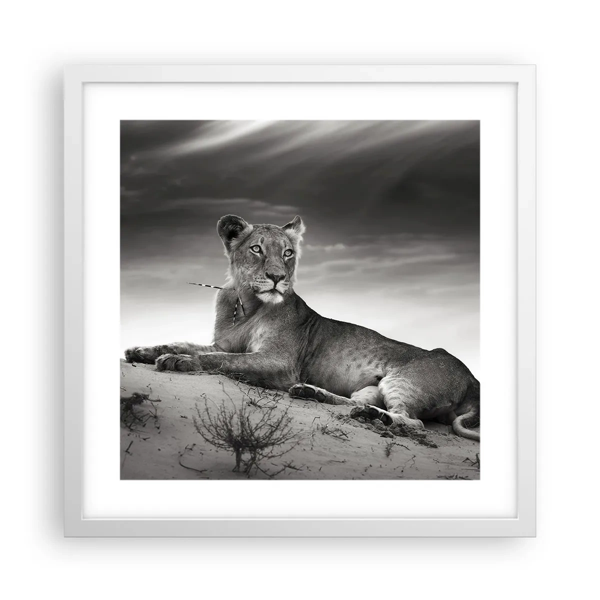 Plagát v bielom ráme - Odpočinok kráľovnej púšte - 40x40 cm