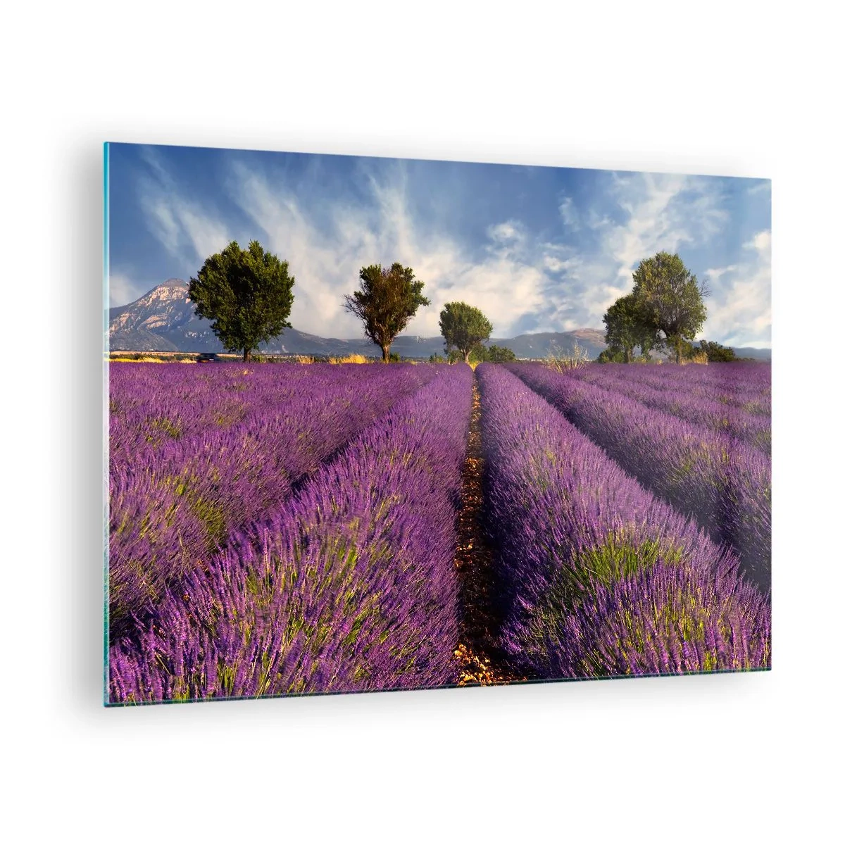 Obraz na skle - Levanduľové pole so stromami a horským pozadím - 70x50cm - Levanduľové polia - Moderná nástenná dekorácia do obývacej izby a spálne ARTTOR