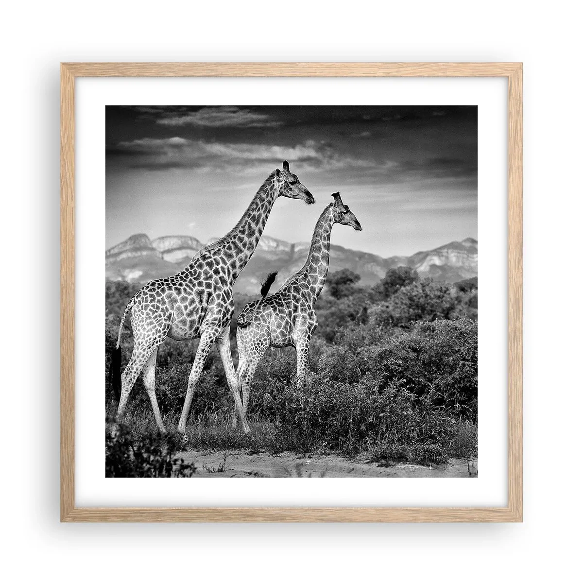Plagát v ráme zo svetlého duba - Vyššie kruhy v Afrike - 50x50 cm