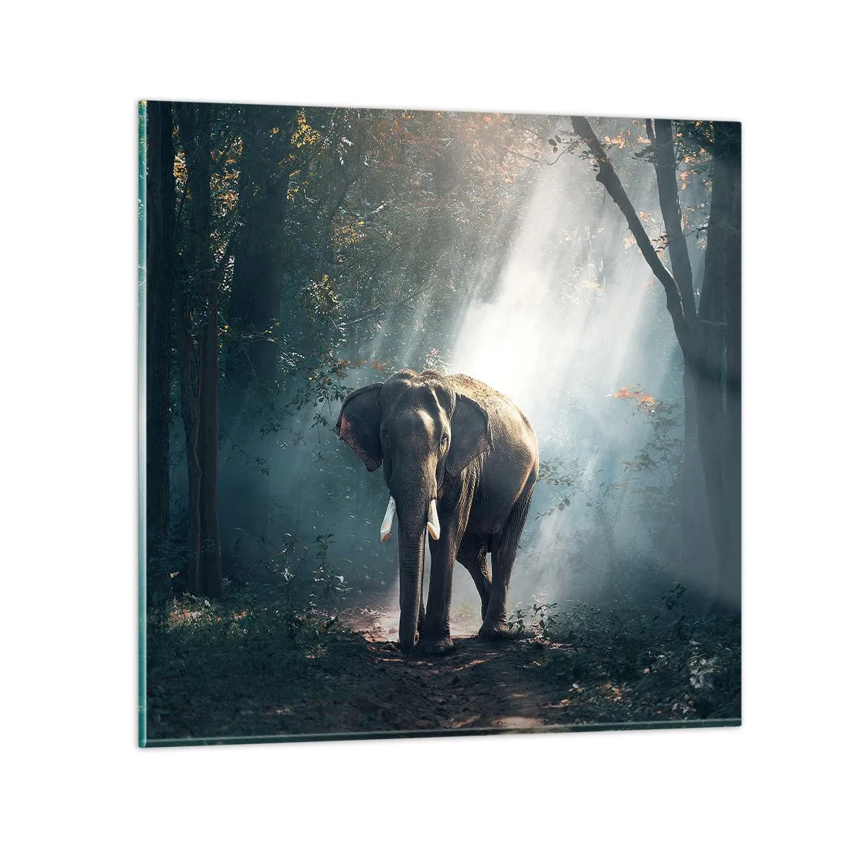 Obraz na skle - Pokojná prechádzka - 70x70 cm