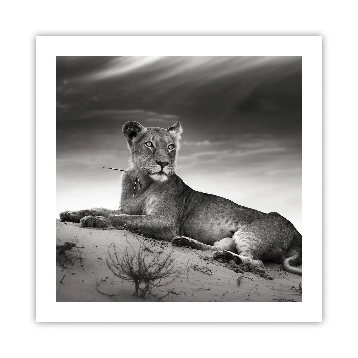 Plagát - Odpočinok kráľovnej púšte - 50x50 cm