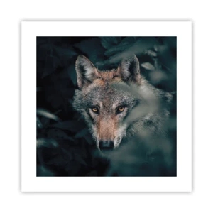 Plagát - Predátor - 40x40 cm