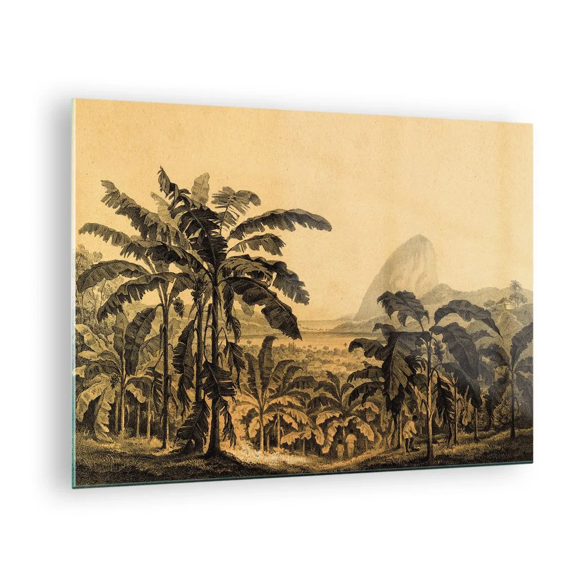 Obraz na skle - Vintage ilustrácia banánovej plantáže so vzdialenou horou v pozadí. - 70x50cm - V koloniálnom štýle - Moderná nástenná dekorácia do obývacej izby a spálne ARTTOR