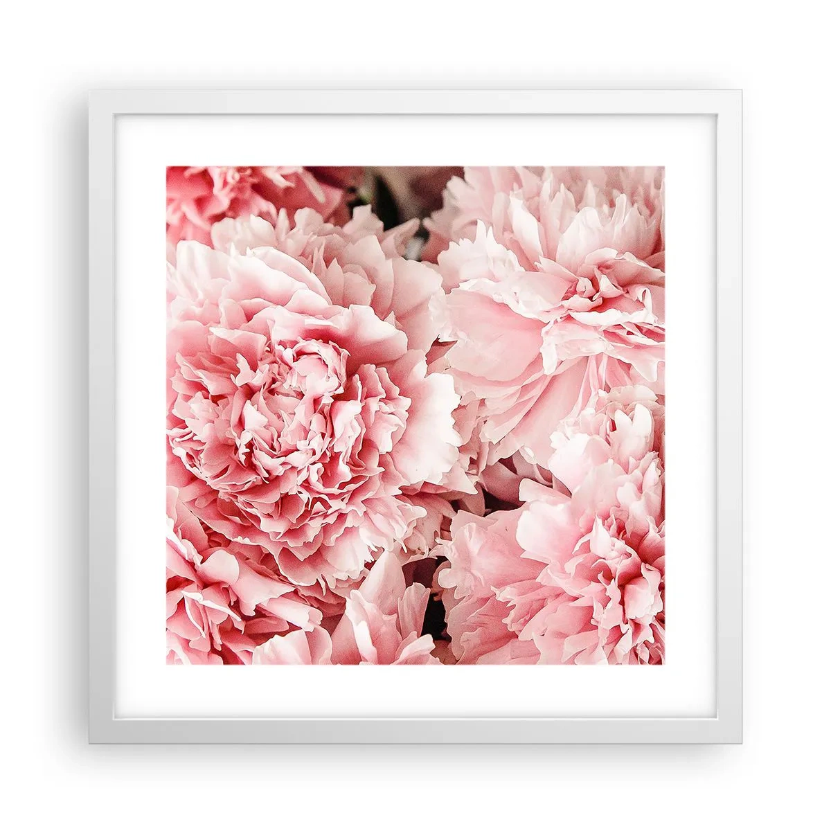 Plagát v bielom ráme - Ružový sen - 40x40 cm